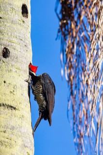 Lineated woodpecker (Dryocopus lineatus) Pantanal Brazil