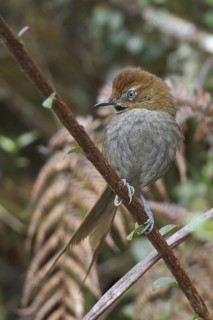 Black-throated Thistletail (Schizoeaca harterti) perched on a branch in Bolivia, South America