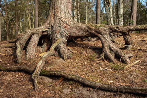 Aerial roots in a pine tree forest, planted to stop a sand drift during the 19th century in Ystad,