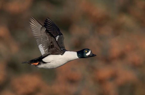 Barrow's Goldeneye (Bucephala islandica) male flying, Alaska, USA