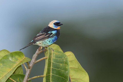 Golden-hooded Tanager (Tangara larvata), Costa Rica