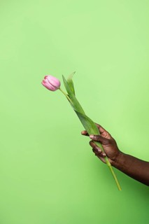 An African man's hand delicately holds a single pink tulip against a vibrant green background. The