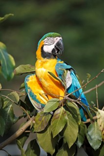 Yellow-breasted Macaw (Ara ararauna), Adult, portrait, Tree, Waiting, attentive, feeding, foraging,
