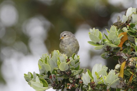 Hawaii Akepa, Loxops coccineus, endangered Hawaiian Honeycreeper
