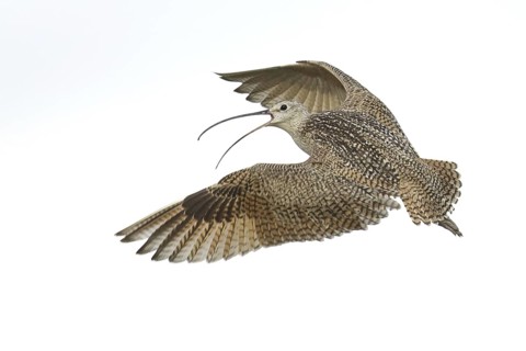 Long-billed Curlew (Numenius americanus) flying, Montana, USA
