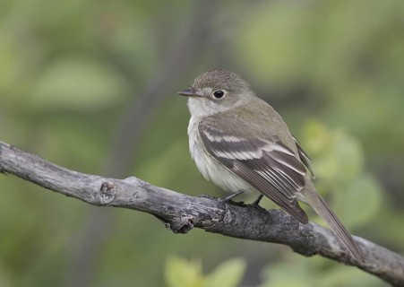 Least Flycatcher (Empidonax minimus), North Dakota, USA