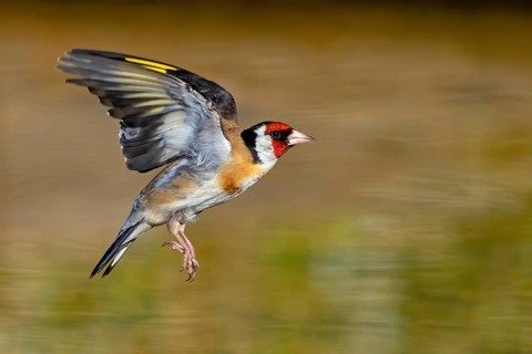 Goldfinch, goldfinch, (Carduelis carduelis), biotope, habitat, foraging, flight recording, Worms