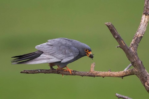 Red-footed Falcon (Falco vespertinus) male perched on a branch, Subotica, Serbia