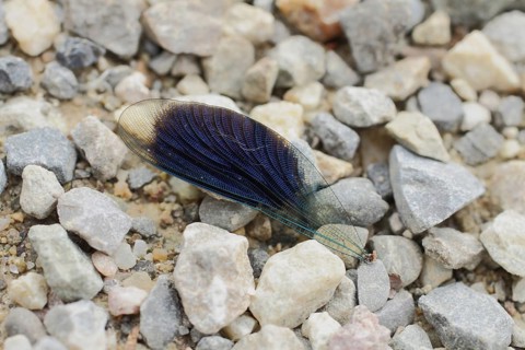 Wing of a Banded demoiselle (Calopteryx splendens), detached single dragonfly wing on the gravel