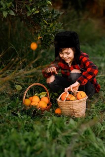 A joyful young boy in a red plaid shirt and furry hat picks fresh oranges, placing them into woven