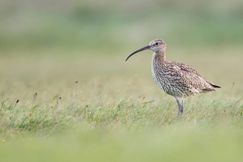 Eurasian Curlew (Numenius arquata) female foraging, Texel, Netherlands