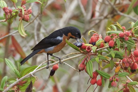 Black-throated Flowerpiercer (Diglossa brunneiventris) perched on a branch in Bolivia, South