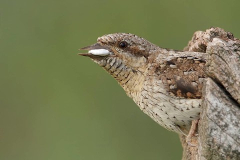 Eurasian Wryneck (Jynx torquilla), Saxony, Germany