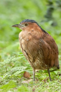 Malayan Night Heron (Gorsachius melanolophus), Taipei, Taiwan