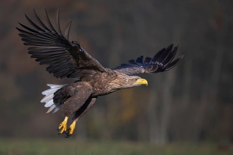White-tailed eagle (Haliaeetus albicilla), adult white-tailed eagle in flight, Podlaskie