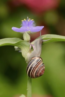 Grove snail (Cepaea nemoralis) on garden three-master flower (Tradescantia andersoniana), flower,