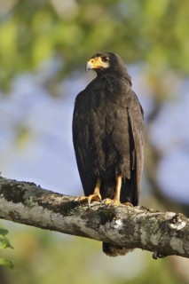 Common Black Hawk (Buteogallus anthracinus), Costa Rica
