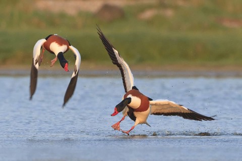 Common Shelduck (Tadorna tadorna) male, Netherlands