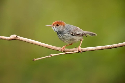 Cambodian Tailorbird (Orthotomus chaktomuk) male perched on a branch, Phnom Penh, Cambodia