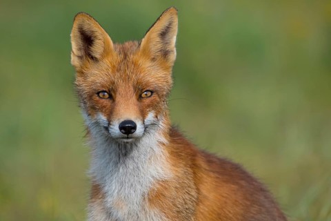 Red Fox (Vulpes vulpes) adult portrait, Netherlands