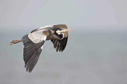 Black-headed Heron (Ardea melanocephala) flying, Semuliki, National Park, Uganda