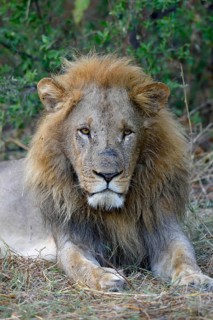 Lion (Panthera leo), male lies in bushes, animal portrait, Khwai region, North-West District,