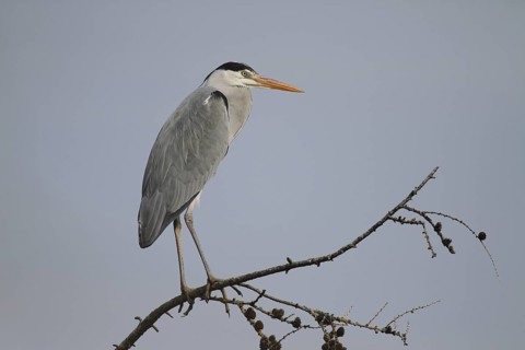 Grey Heron (Ardea cinerea), Zurich, Switzerland