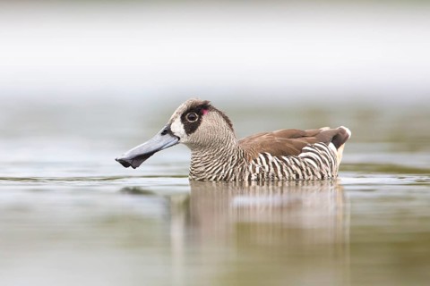 Pink-eared Duck (Malacorhynchus membranaceus), Victoria, Australia