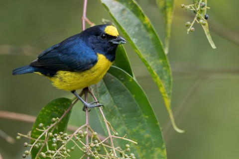Spot-crowned Euphonia (Euphonia imitans) perched on a branch in Panama