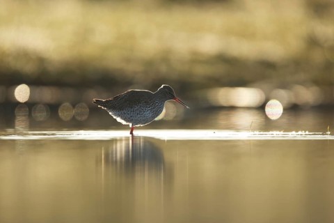 A redshank stands gracefully in the reflective waters of Puebla de BeleÃ±a, Spain, showcasing its