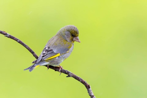 Greenfinch, (Carduelis chloris), Chloris chloris, animals, birds, subfamily of goldfinches and