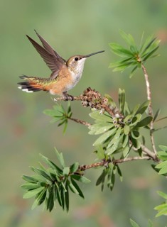Rufous Hummingbird (Selasphorus rufus) flying, Texas, USA