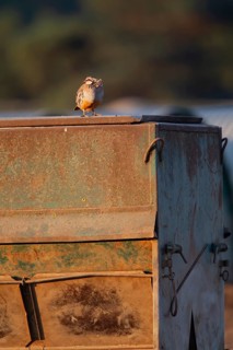 Red legged or French partridge (Alectoris rufa) adult bird on a farmland metal pigsty, England,