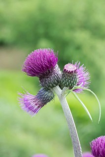Creeping thistle (Cirsium rivulare 'Trevors Blue Wonder'), Harry van de La assortment garden,