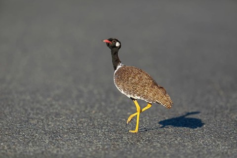 Black bustard (Afrotis afra), Afrotis atra, Eupodotis afra, Black Bustard, Southern Black Korhaan,