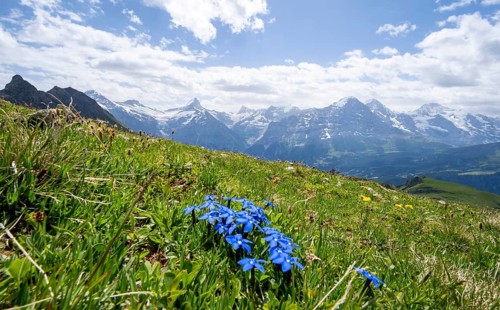 Spring gentian (Gentiana verna) on a mountain meadow, mountain panorama with Finsteraarhorn, Eiger,