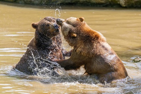 Eurasian brown bear (Ursus arctos arctos) playing with each other in a little lake, Bavarian