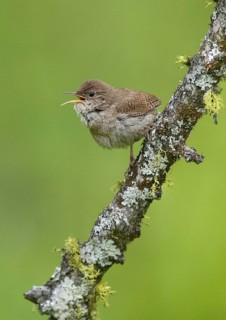 House Wren (Troglodytes aedon) singing, British Columbia, Canada