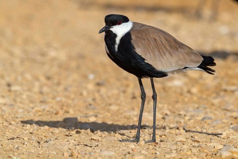 Spur-winged Lapwing, Hoplopterus spinosus, Vanellus spinosus, Israel