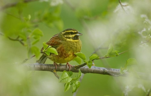 Cirl Bunting (Emberiza cirlus) male perched on a branch, Rhineland-Palatinate, Germany