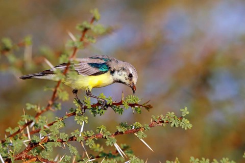 Honeybird, (Anthodiaeta metallica), perching bird, honey sucker, family of passerines, animals,