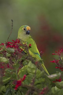 Peach-fronted Parakeet (Eupsittula aurea), Mato Grosso do Sul, Brazil