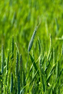 Close up of an ear of barley (hordeum vulgare) in a field. Auvergne Rhone Alpes. France