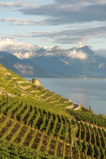 Scenic view of terraced vineyards in the Lavaux Region with Lake Geneva and Swiss Alps in the