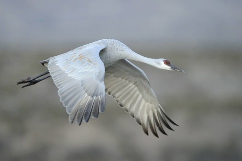 Sandhill Crane (Antigone canadensis) flying, New Mexico, USA