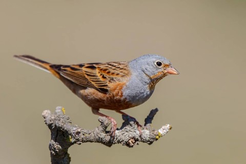 Cretzschmar's Bunting (Emberiza caesia) male, Lesvos, Greece