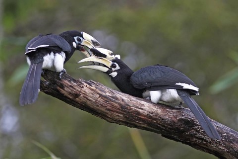 Oriental Pied Hornbill (Anthracoceros albirostris), Langkawi, Malaysia