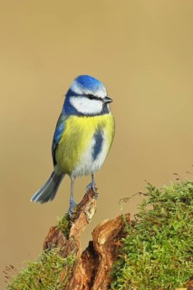 Blue tit (Parus caeruleus), sitting on a tree root covered with moss, Wilnsdorf, North