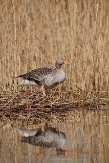 Greylag goose (Anser anser) building a nest in the reeds, North Rhine-Westphalia, Germany