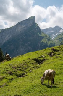 Two cows peacefully graze on the lush green pastures of Seealpsee, Switzerland, with majestic